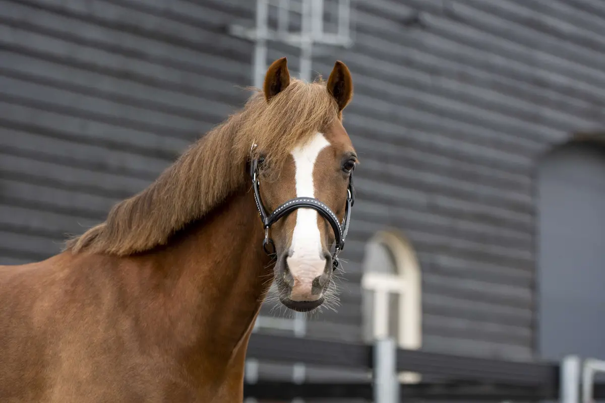 Paarden Was Set 1