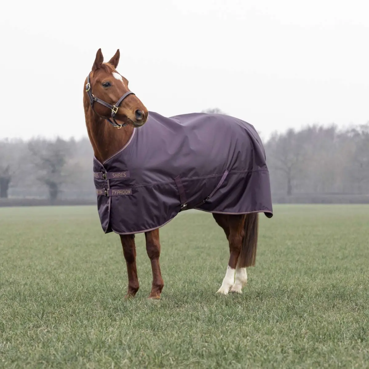 Tempest Winterdeken Turnout Typhoon 100G Black Cherry 1