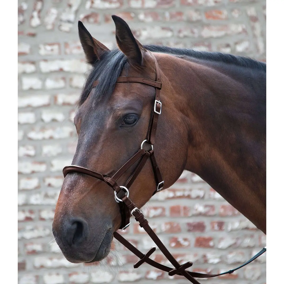 Waldhausen Bitloos Hoofdstel Linda Tellington Jones Bruin 1