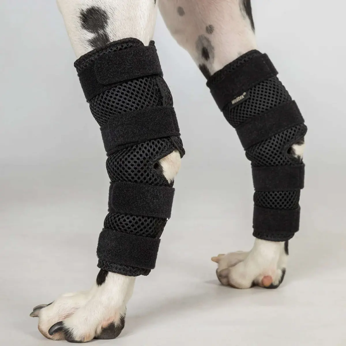 Back On Track Spronggewricht Beschermer Dixie Hond Zwart 1