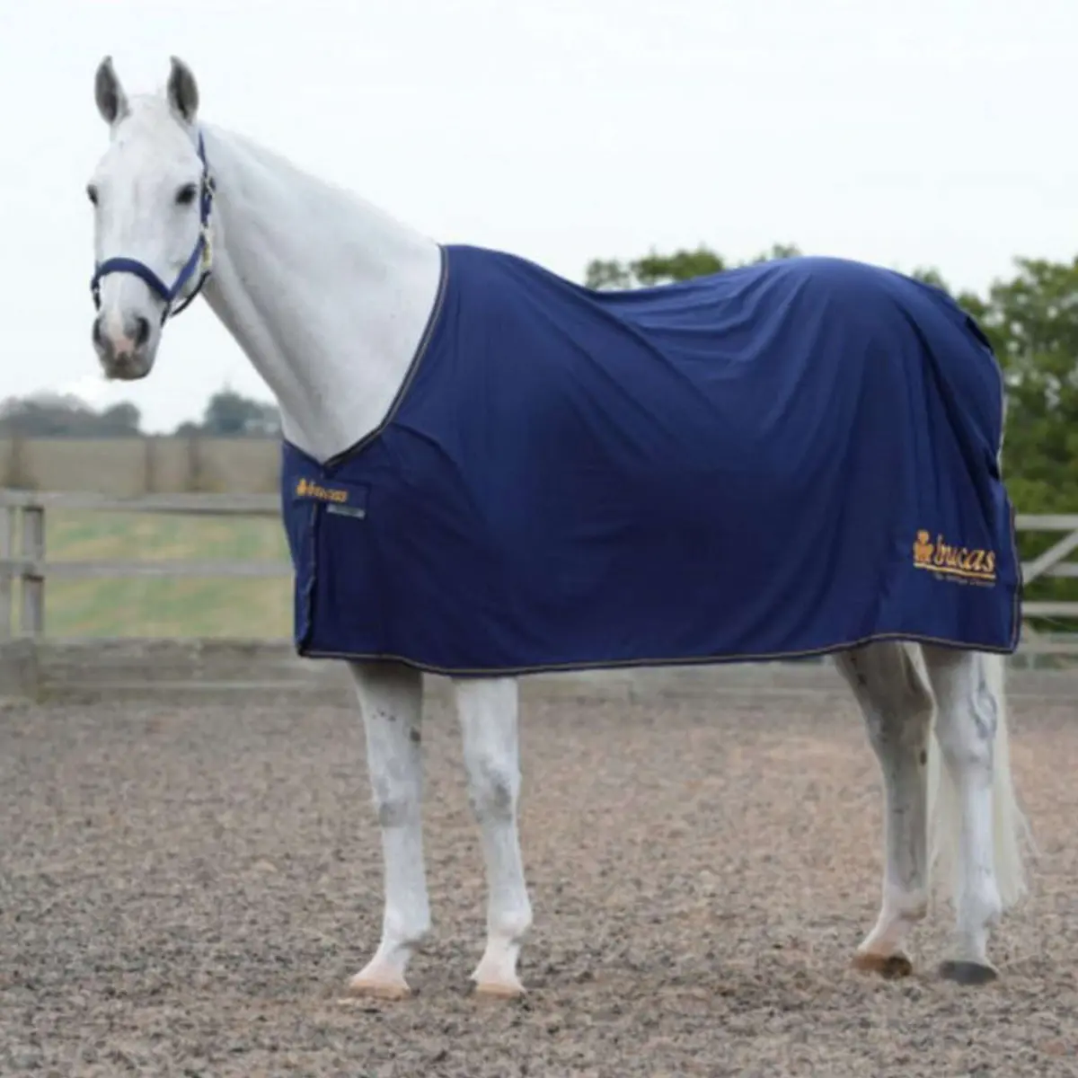 Bucas Prize Cooler Navy/Gold Bucas Logo 1