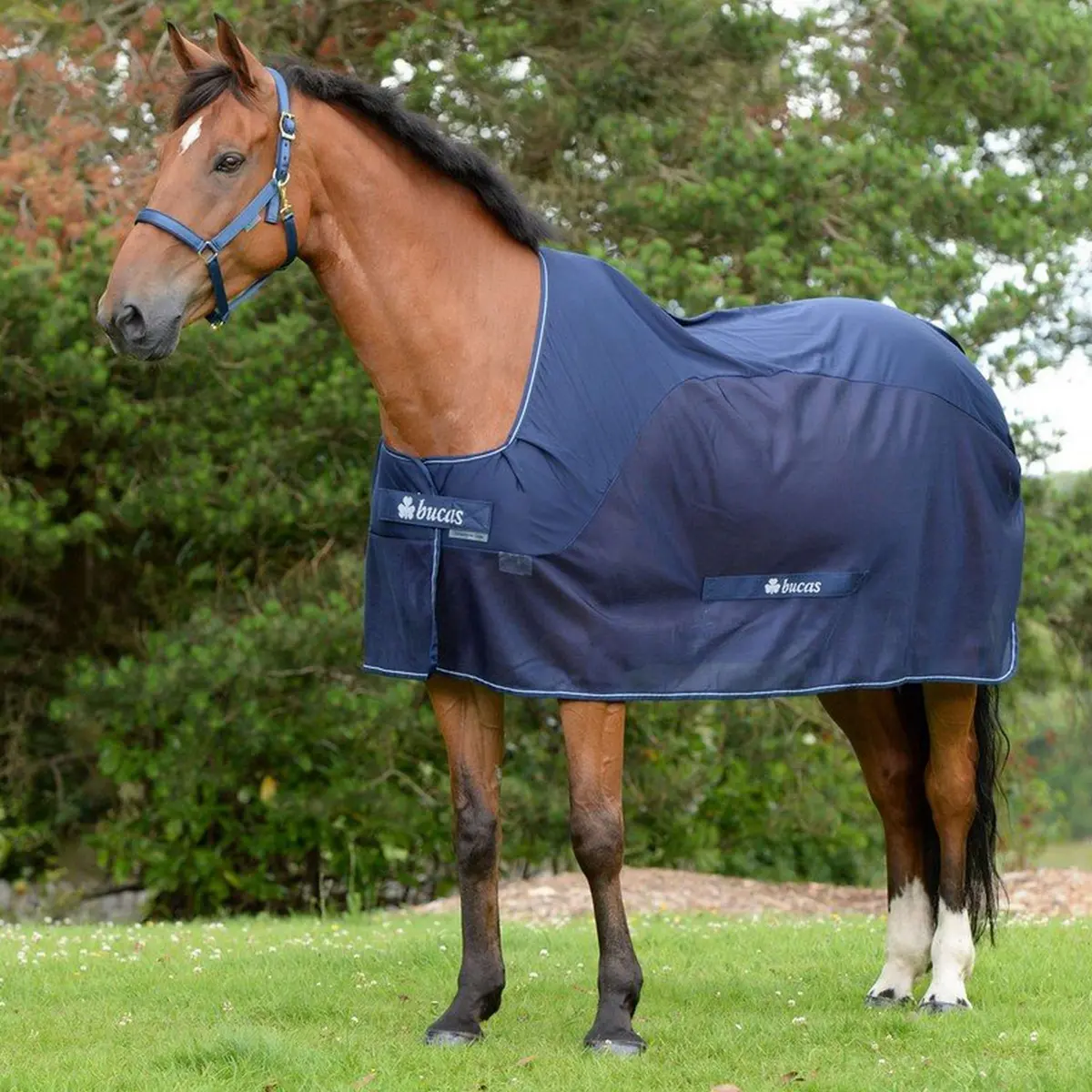 Bucas Competition Cooler Navy 1