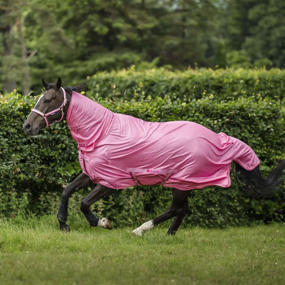 Bucas Freedom Fly Sheet Full Neck Aurora Pink 1