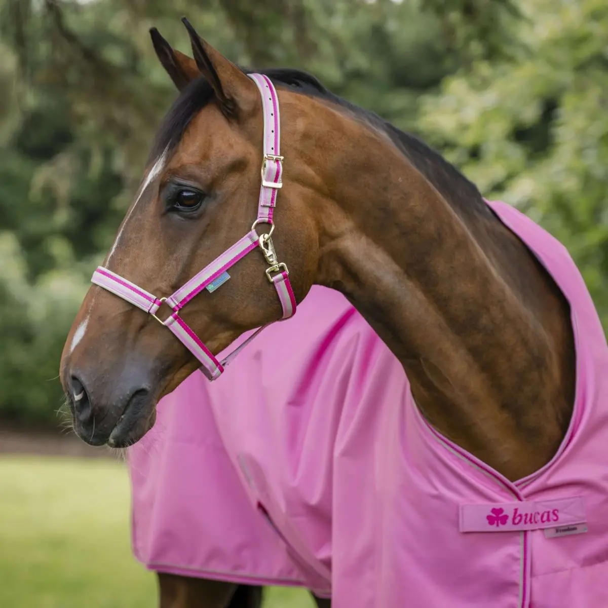 Bucas Halster Dublin Aurora Pink 1