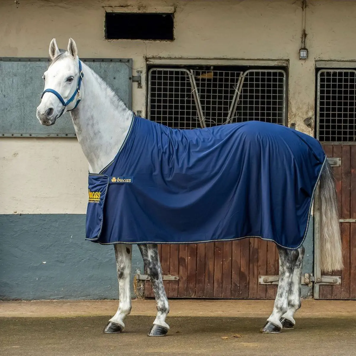 Bucas Panel Prize Cooler Navy/Gold 1