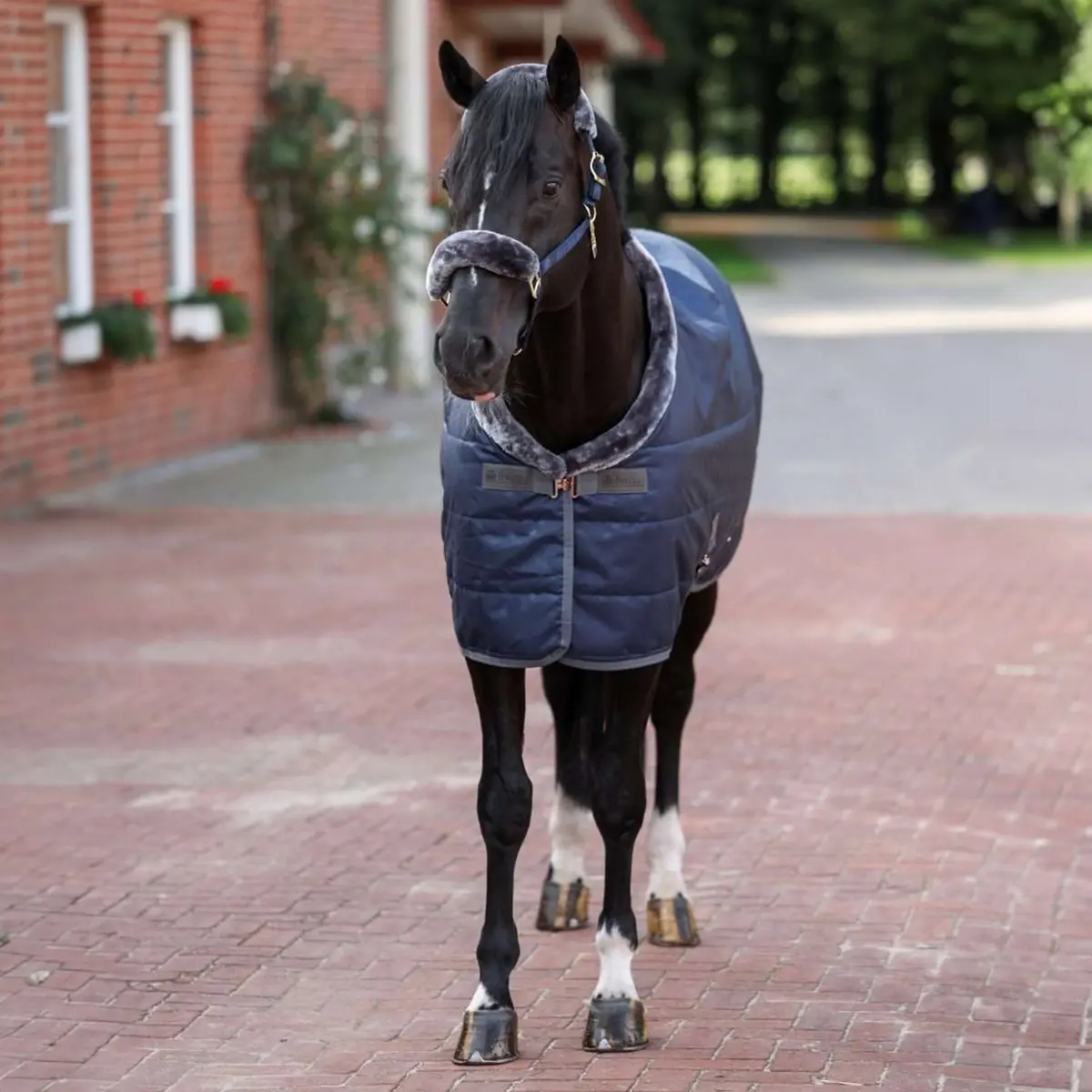 Bucas Staldeken Show-Line Navy/Grijs 1