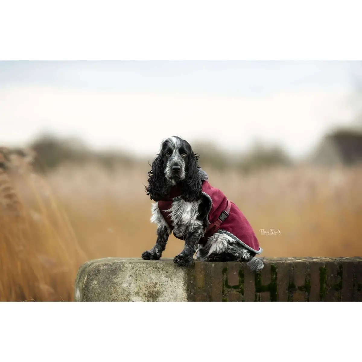 Bucas Hondendeken Show-Line Burgundy/Grijs 1
