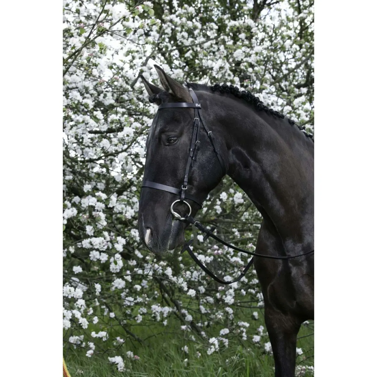 Riding World Hoofdstel Met Hoge Neusriem Zwart 1