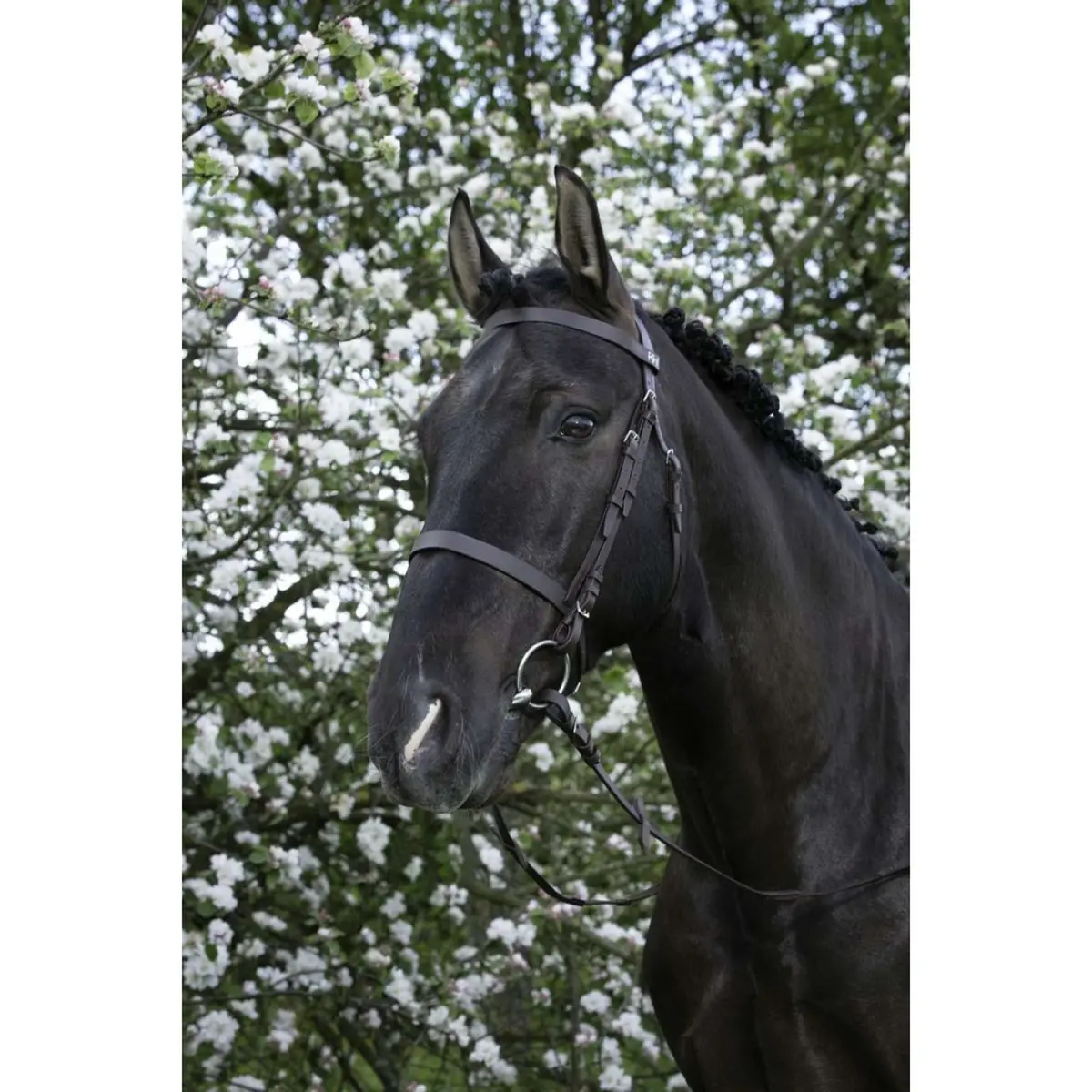 Riding World Hoofdstel Met Hoge Neusriem Havana 1