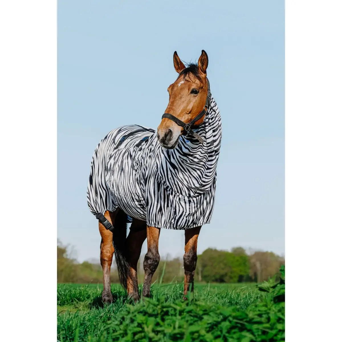 Riding World Eczeemdeken Zebra 1