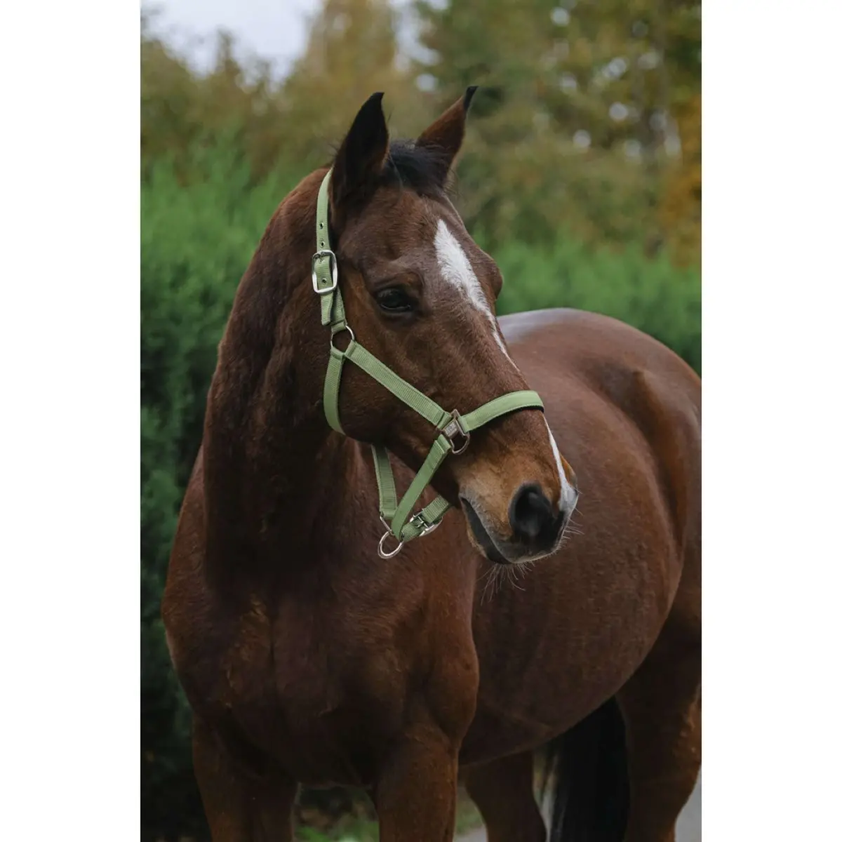 Equithème Halster Spring Nylon Lichtgroen 1