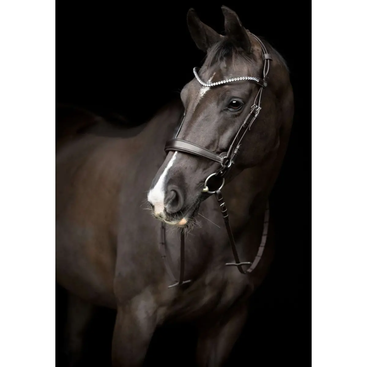 Catago Neusriem Gentle Bruin 2