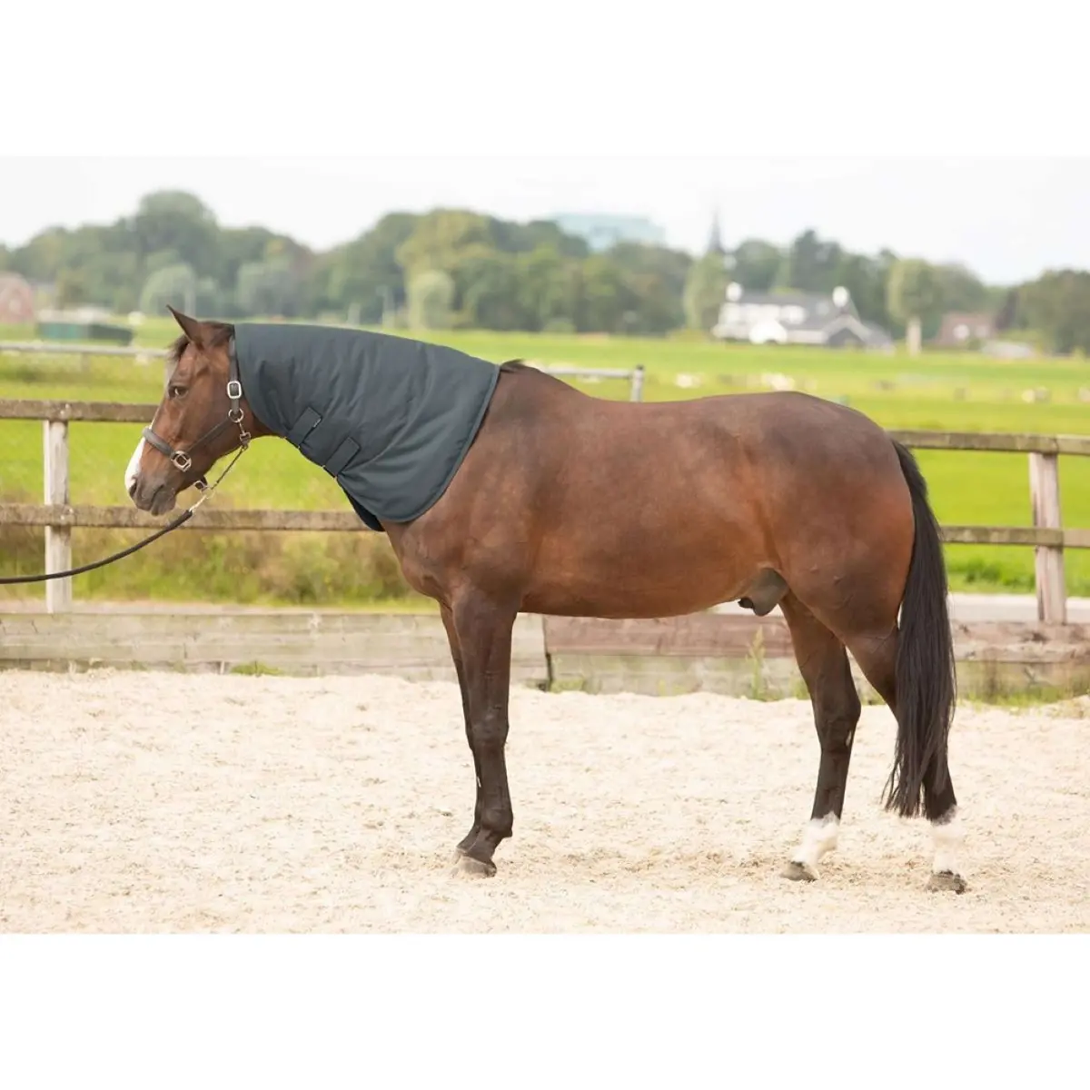Harry's Horse Halsstuk Thor 200 Ebony 1