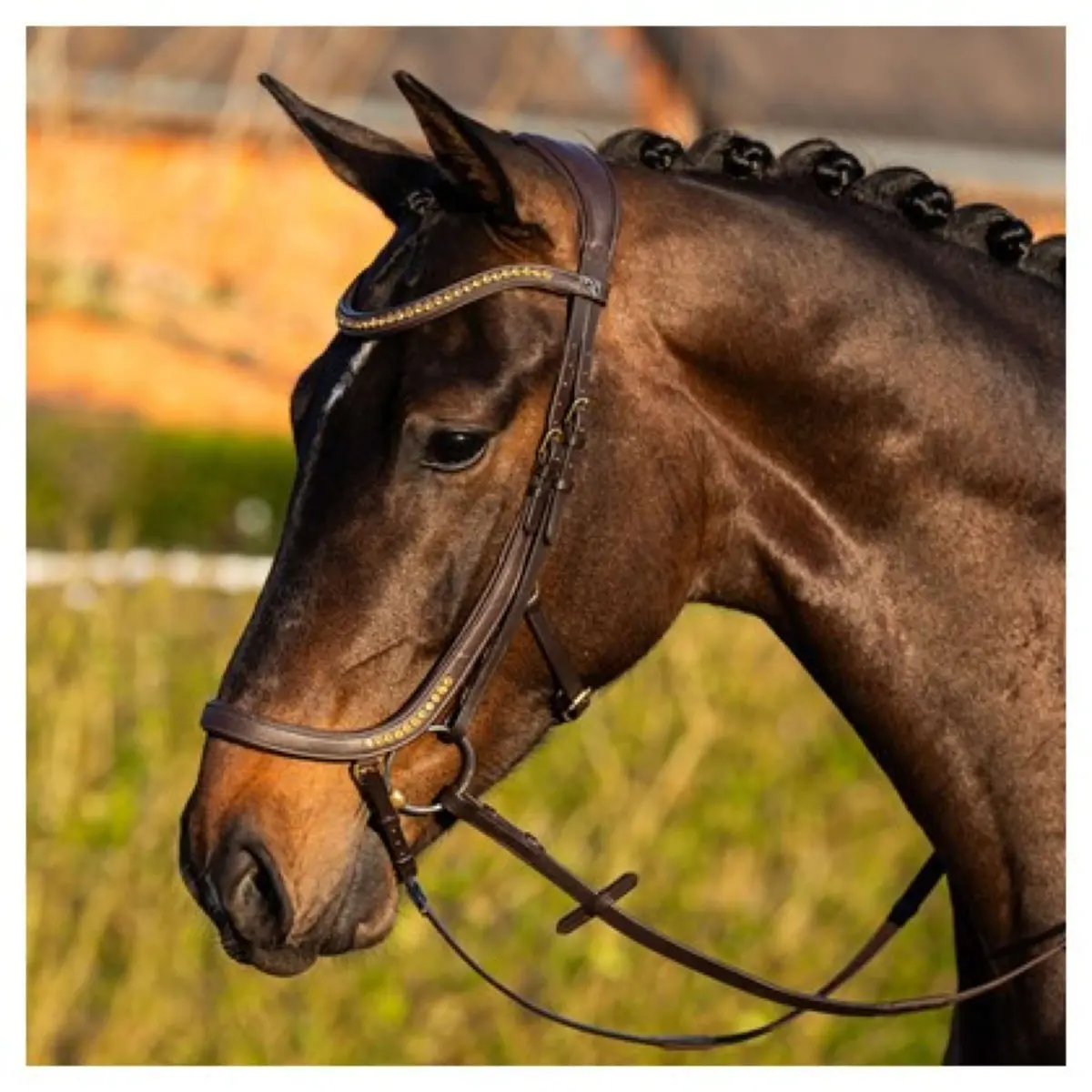 Harry's Horse Hoofdstel Anatomic Gold Bruin 1