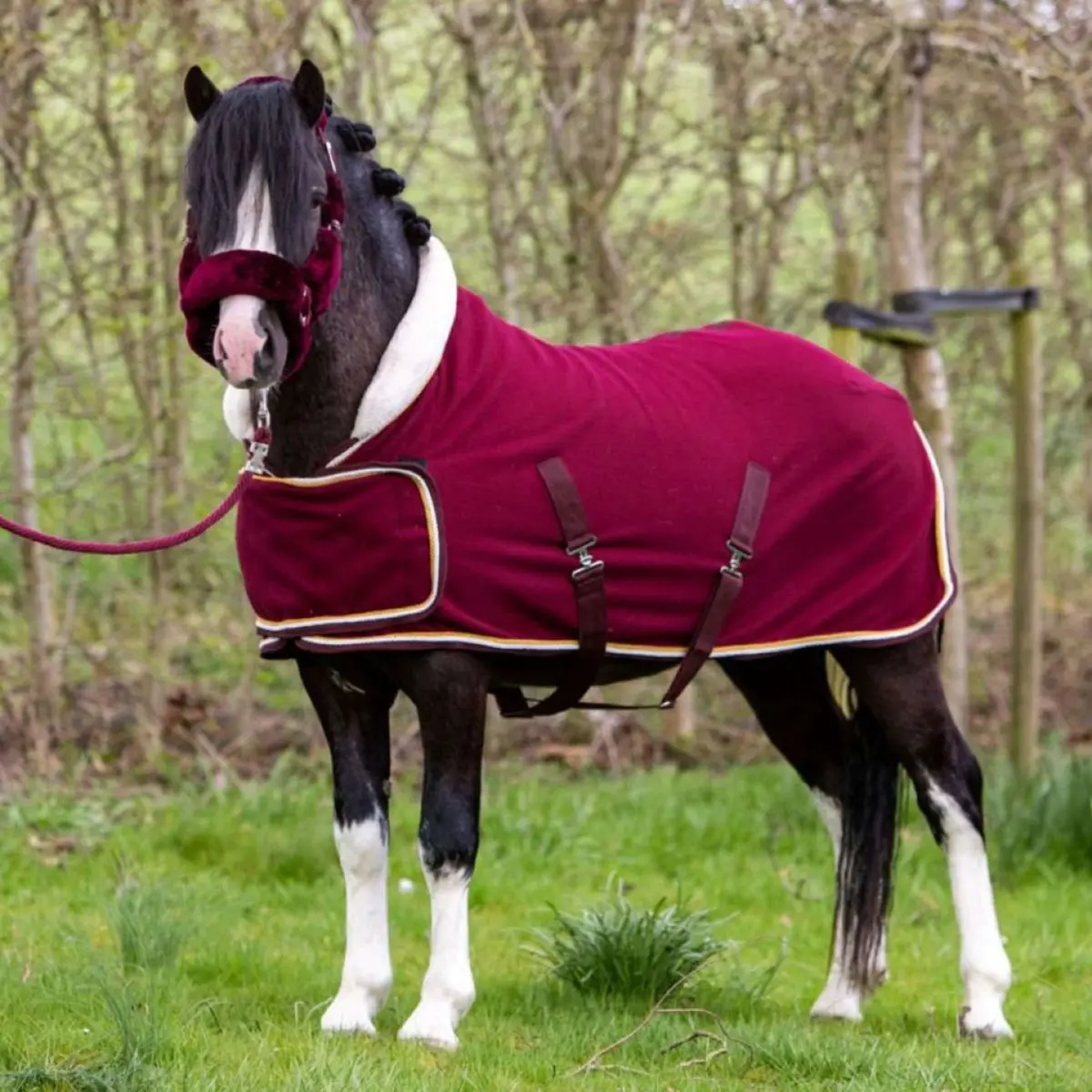 Hb Harry & Hector Showdeken Dutch Crown Little Sizes Burgundy 1