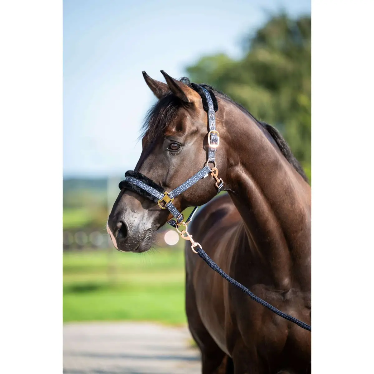 Hb Halster Showtime Pioneer Zwart 1