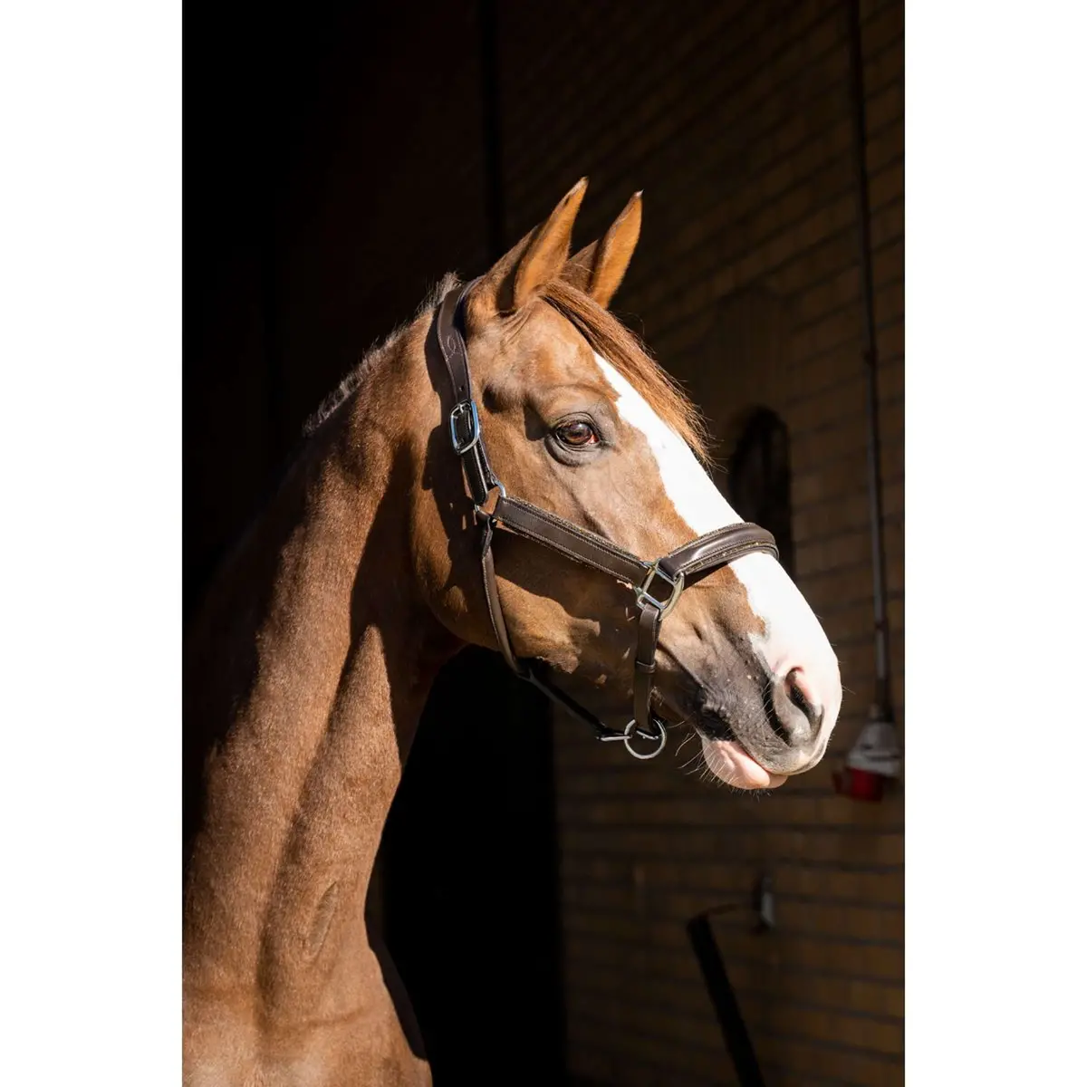 Hb Showtime Halster Glitty Brown/Golden Glitter 1