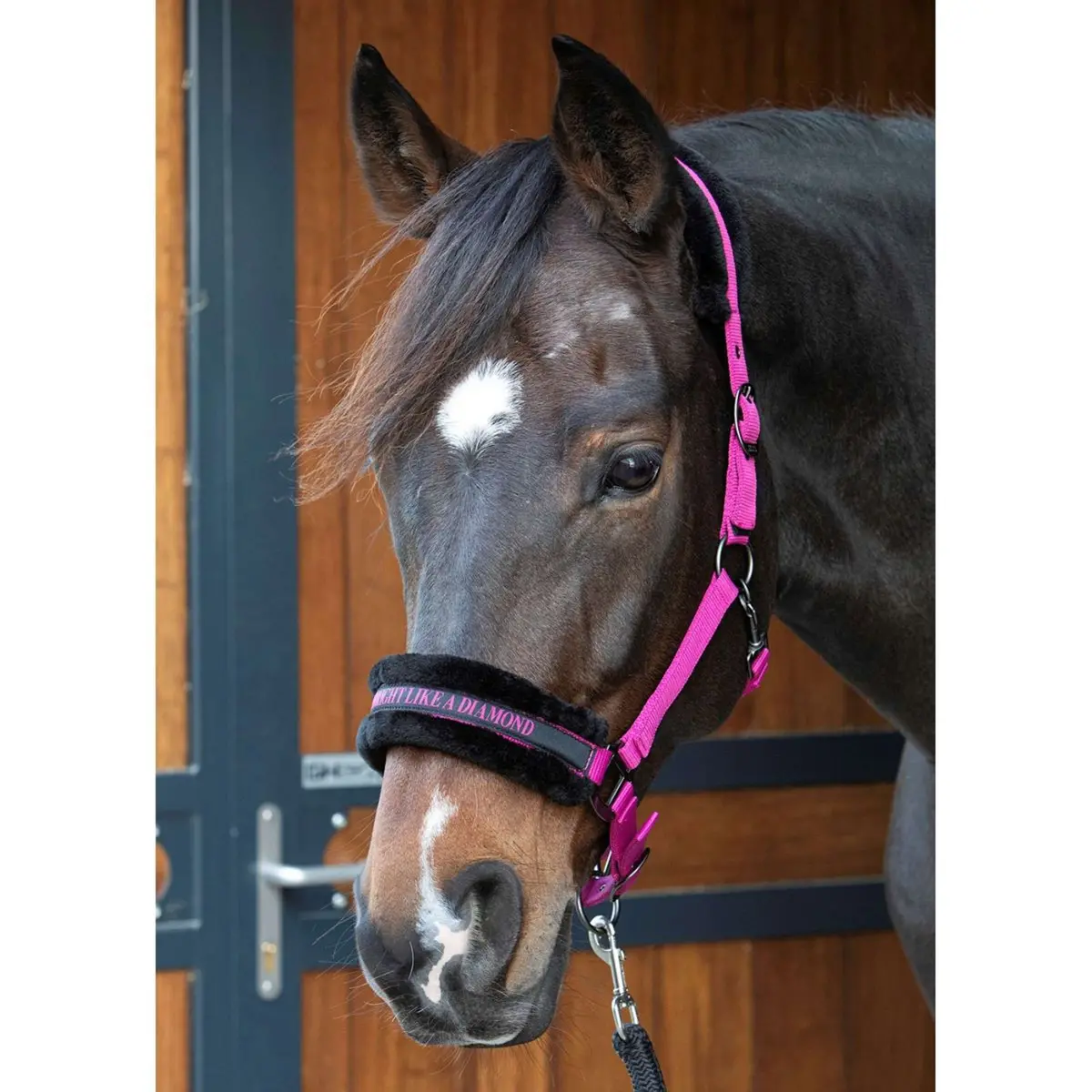 Harry's Horse Halster Lyrics Quotes Fuchsia 1