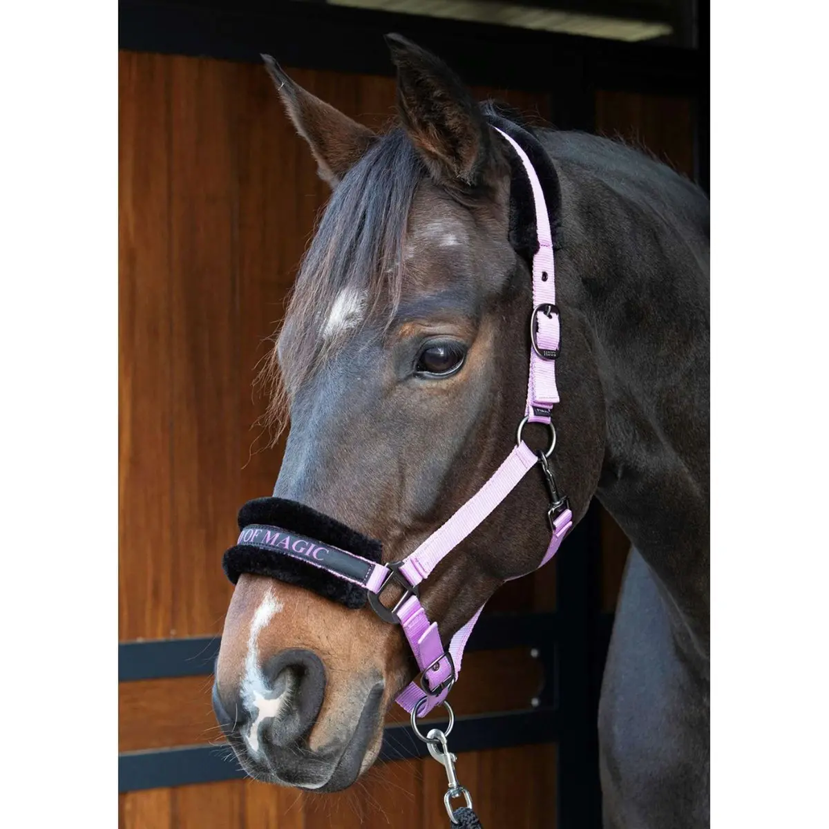 Harry's Horse Halster Lyrics Quotes Lila 1