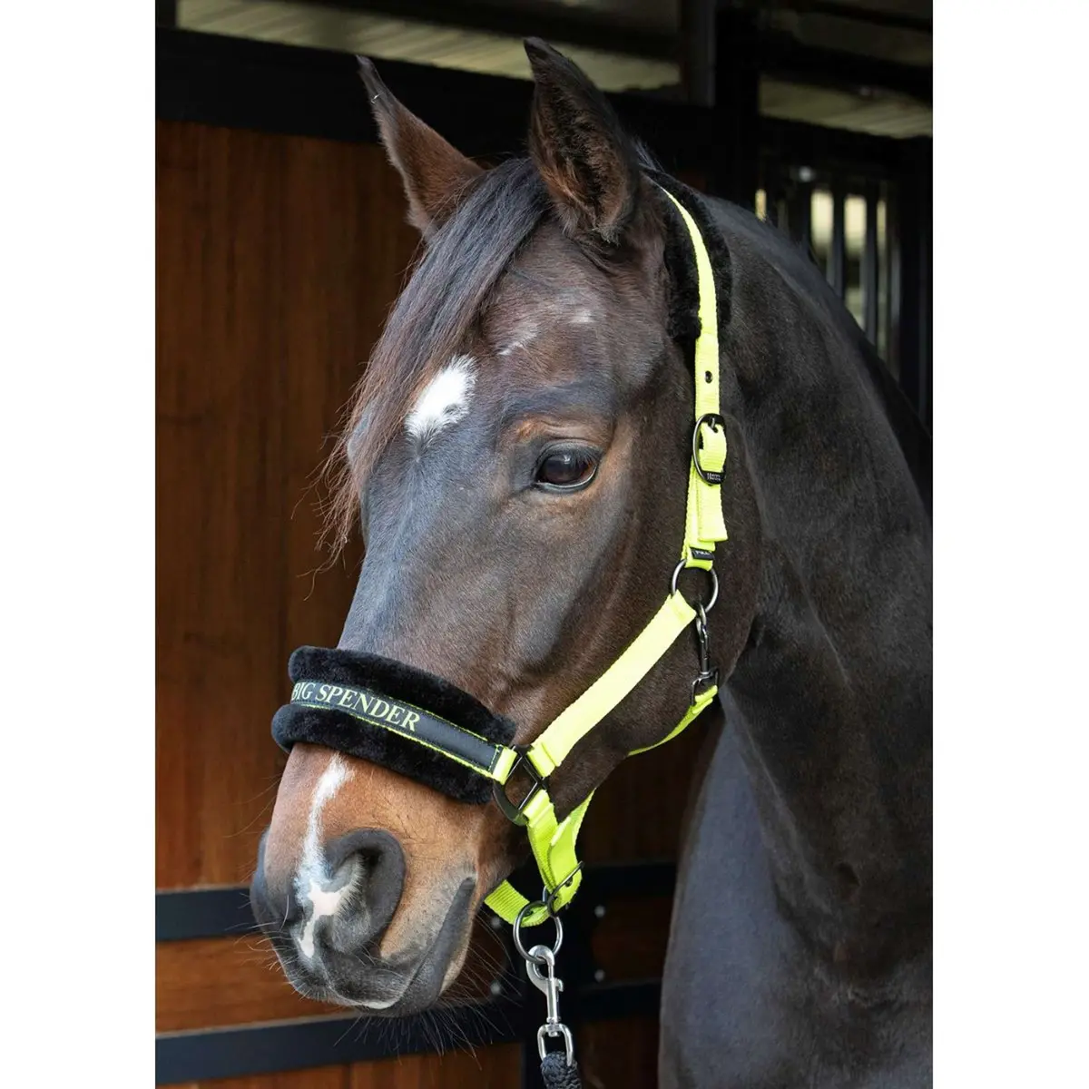 Harry's Horse Halster Lyrics Quotes Lime 1