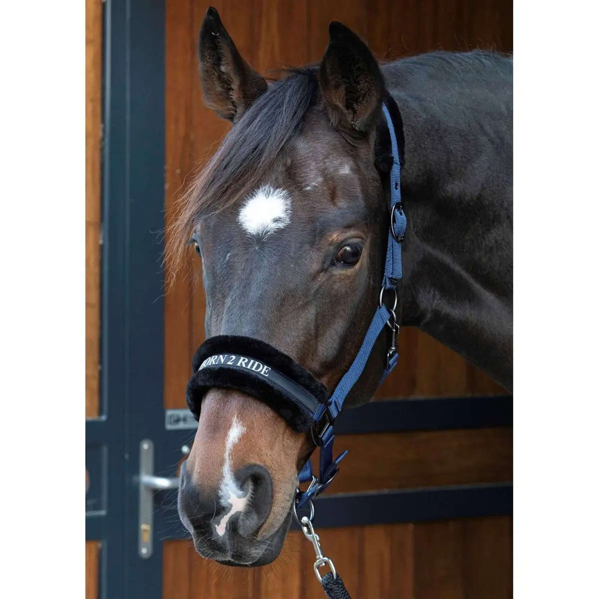 Harry's Horse Halster Lyrics Quotes Navy 1