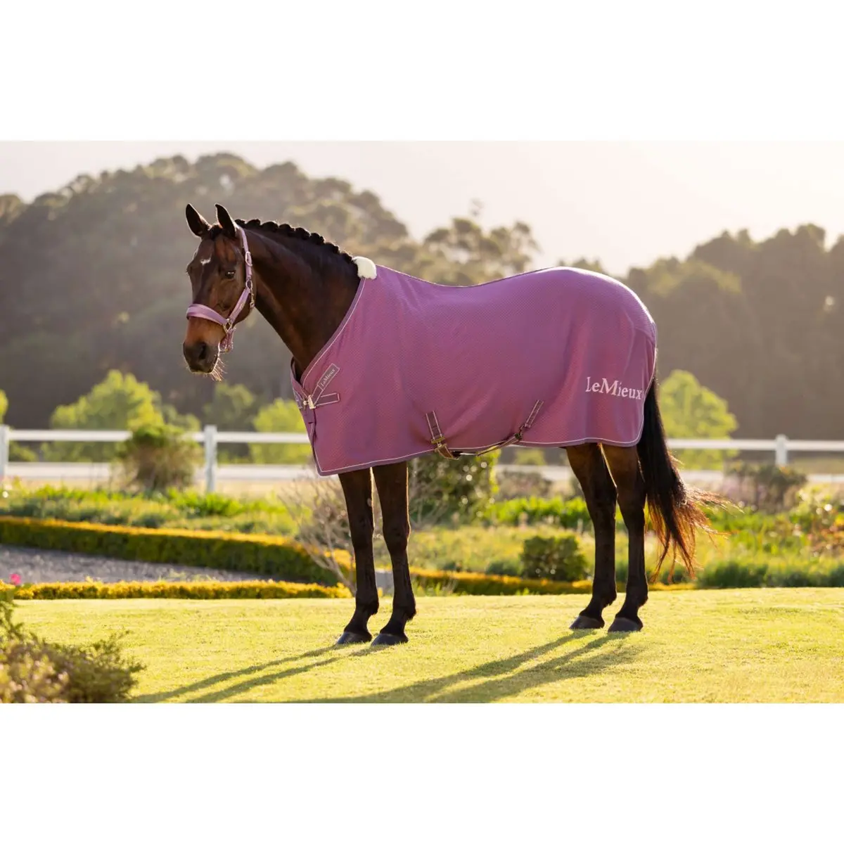 Lemieux Cooler Kudos Bamboo Mallow 1