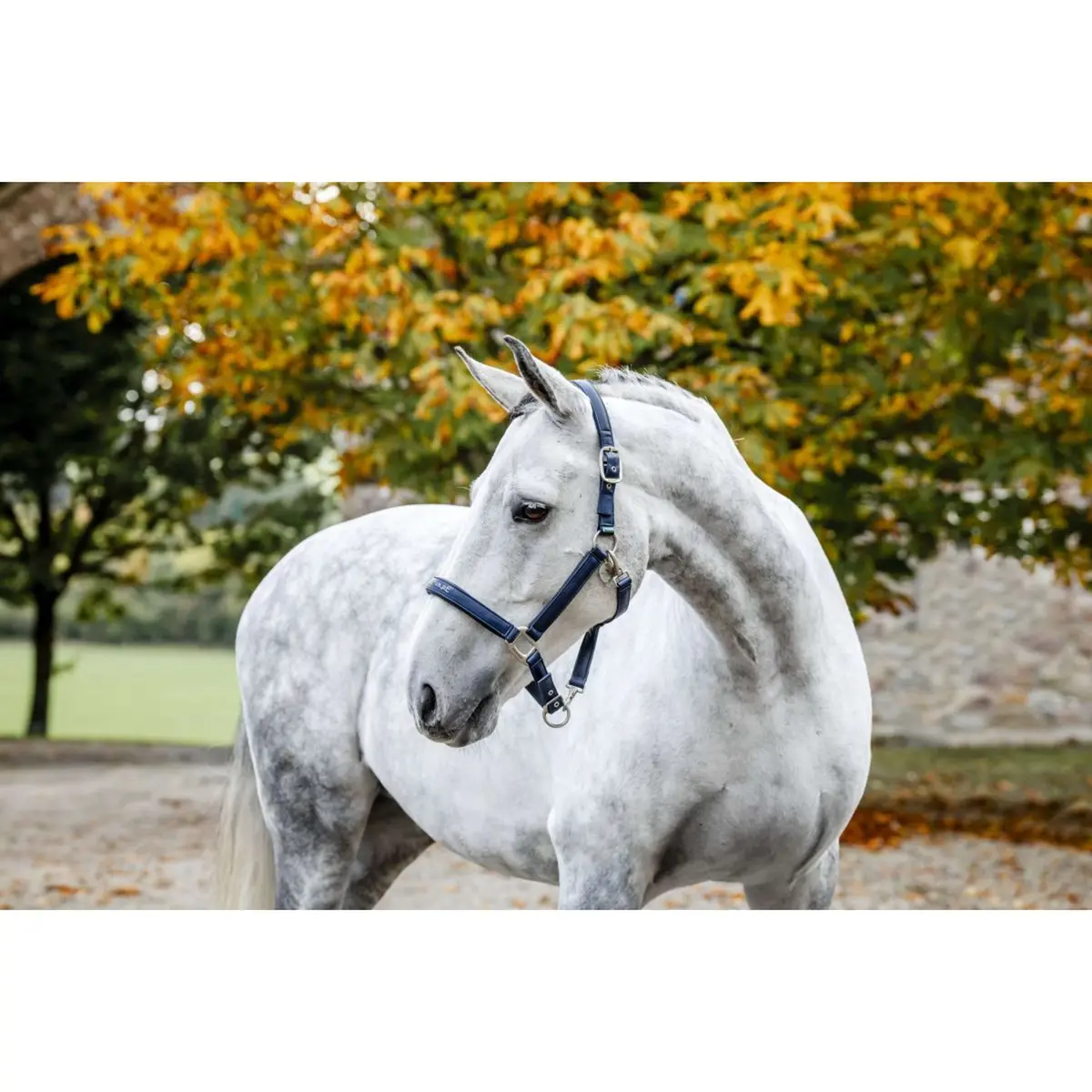 Horseware Halster Grooming Navy 1