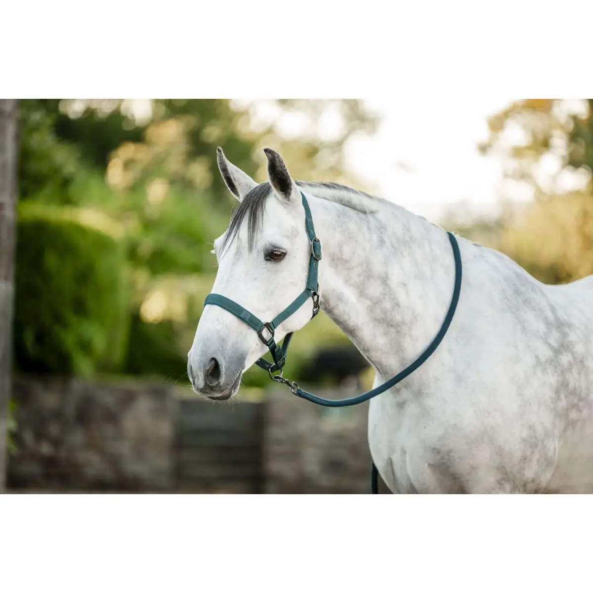 Amigo Halster & Touw Dynasty Green 1