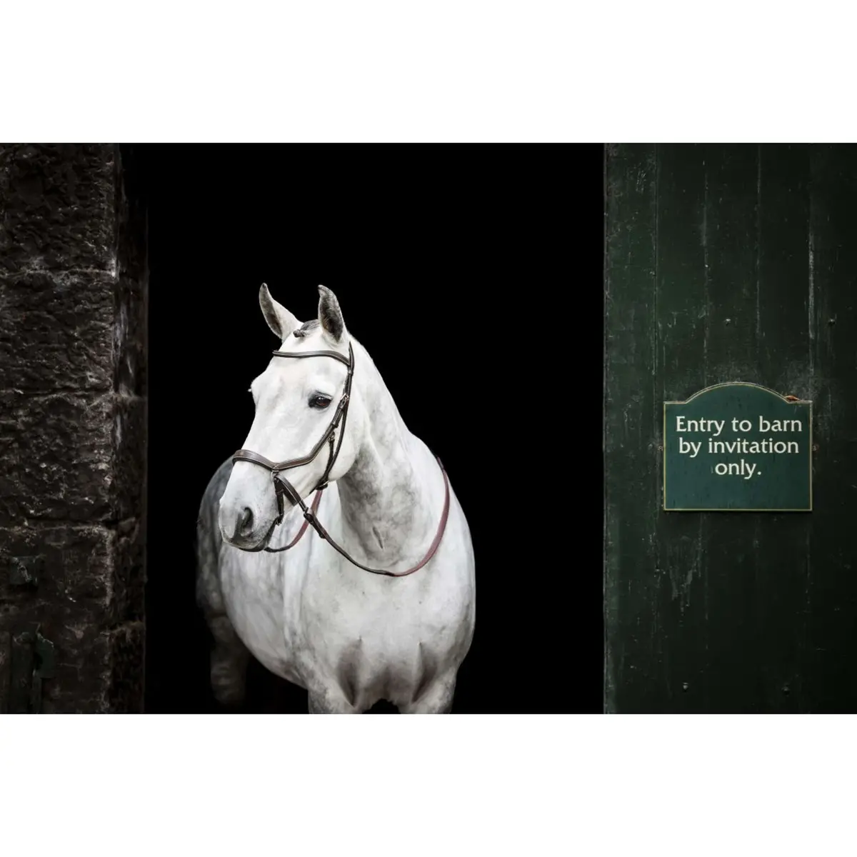 Horseware Micklem Bitless Bridle Bruin 1