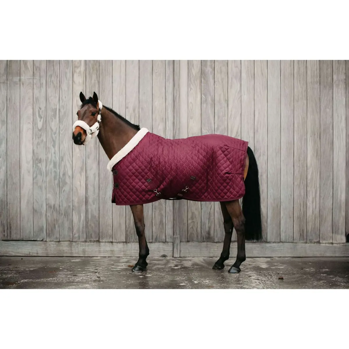 Kentucky Showdeken 160G Bordeaux 1