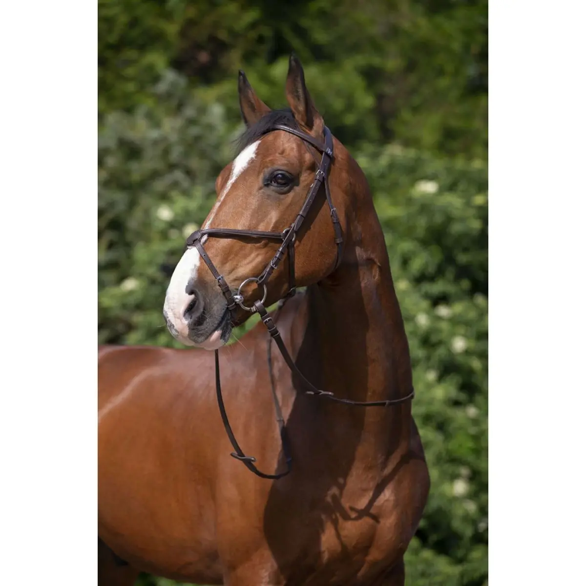 Riding World Hoofdstel Met Mexicaanse Neusriem Havana 1