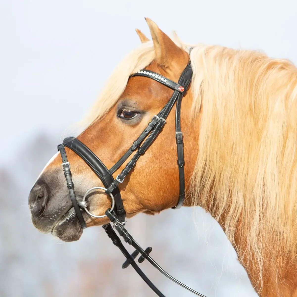 Kieffer Hoofdstel Ultrasoft Haflinger Zwart/Witte Steentjes 1