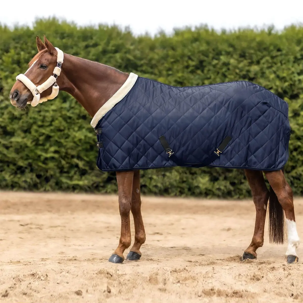 Waldhausen Transportdeken Exclusive Nightblue 1