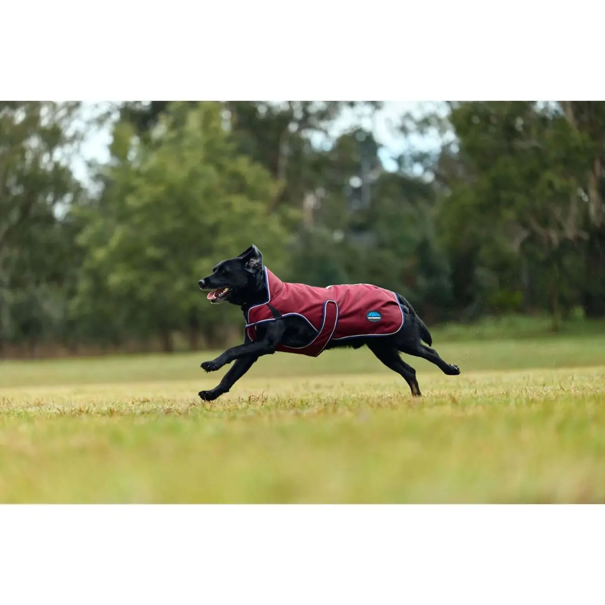 Weatherbeeta Hondendeken Comfitec Premier Deluxe Waterproof Burgundy/Navy 1