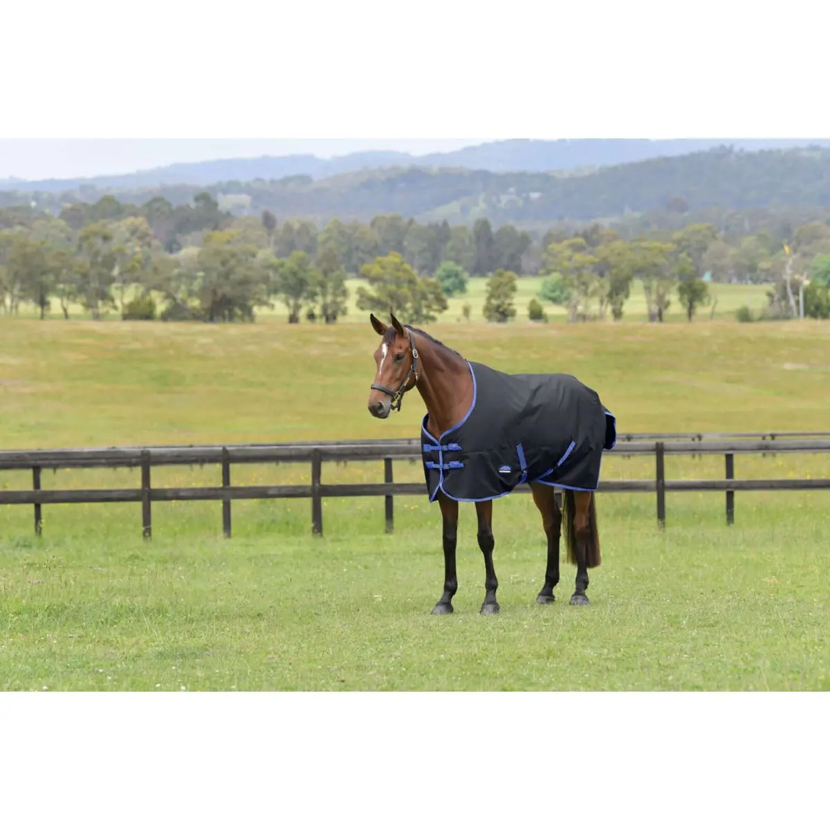 Weatherbeeta Comfitec Tyro Turnout Standard Neck 220G Zwart/Kobalt 1